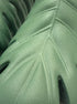 Unsent Studio · Monstera · 8.5 · Green